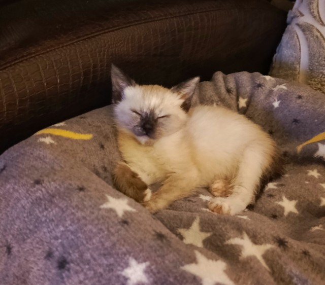Вот, взял котенка