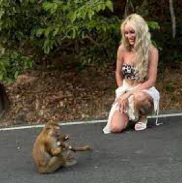 Обезъяна украла у туристки из России позолоченный iPhone за 6 тыс $