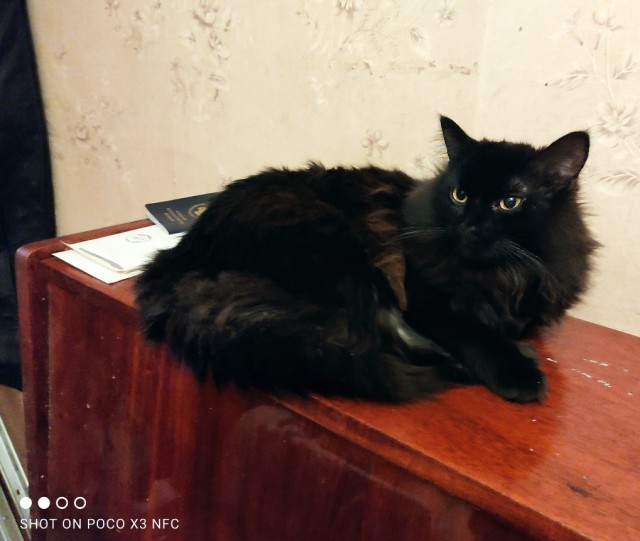 Махач окорочков