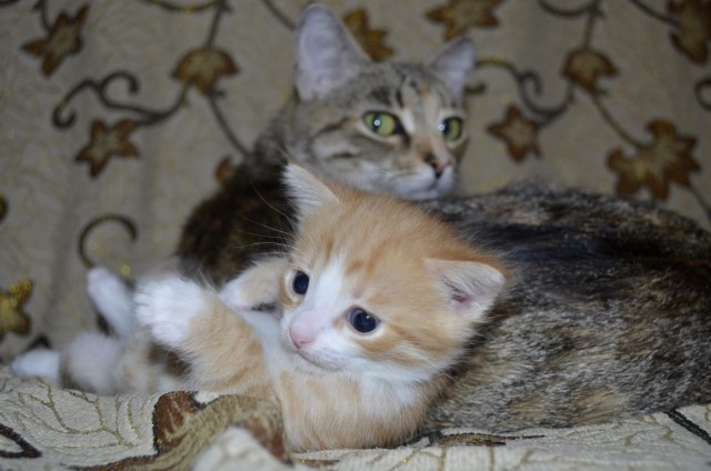 Чутка кошек