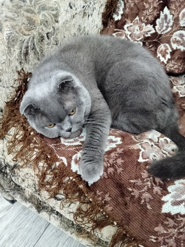 Котовторник 16.12.2025