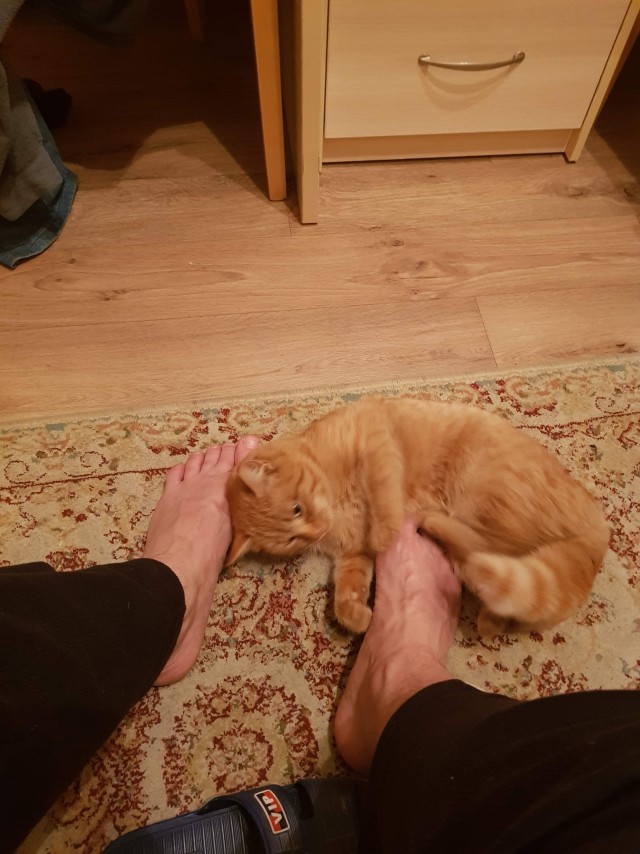 Пост про котов и кошек.