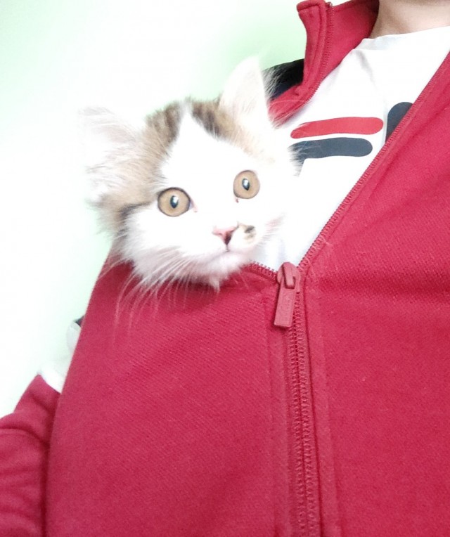 Добрый мужик приютил двух котят⁠. Ну как приютил, у него выбора не было просто