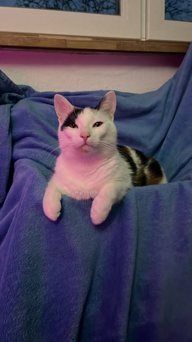 Котëнок с румынской дороги