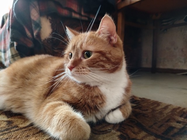 Когда твой человек фотограф (котовторник)