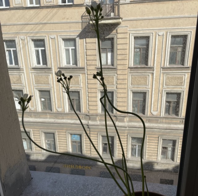 Мухоловка против чёрной вдовы
