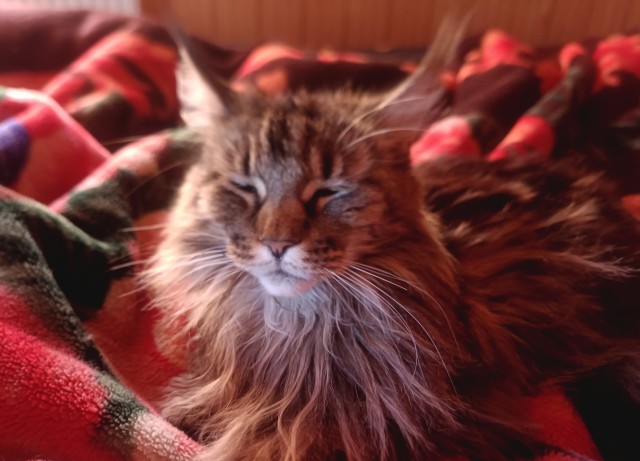Котовторник же!