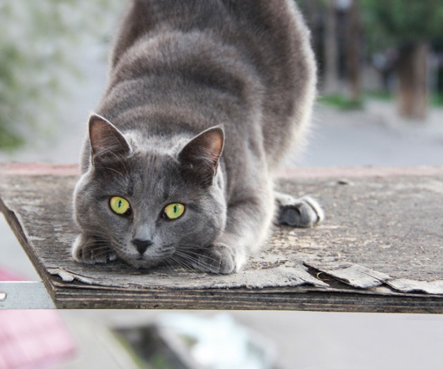 Котовторник  30.07.2013
