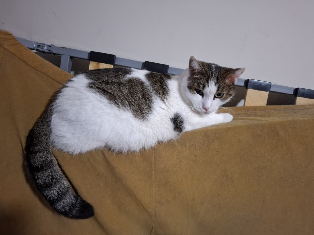 Котовторник