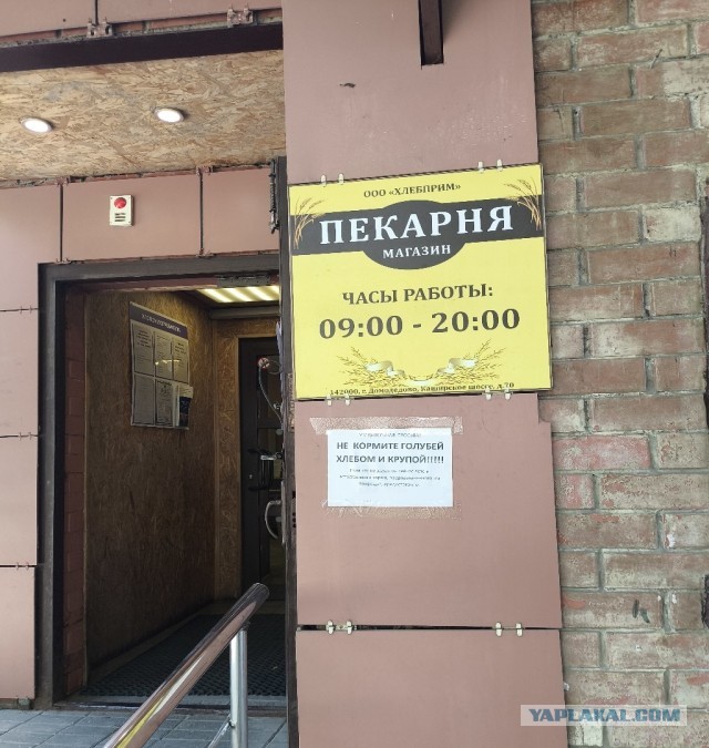 Объявленице