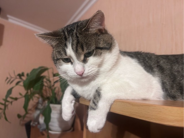 К котовтонику вам, коллеги, моего чудища