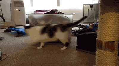 У кота занятие на целый день