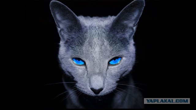 Коты ученых