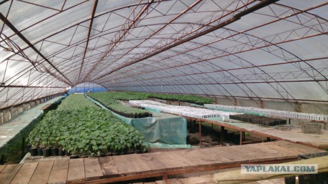 Любителям зелени 2