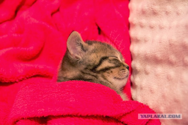 Котовторник 01.04.2014