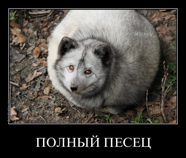 Просто жирный кот.