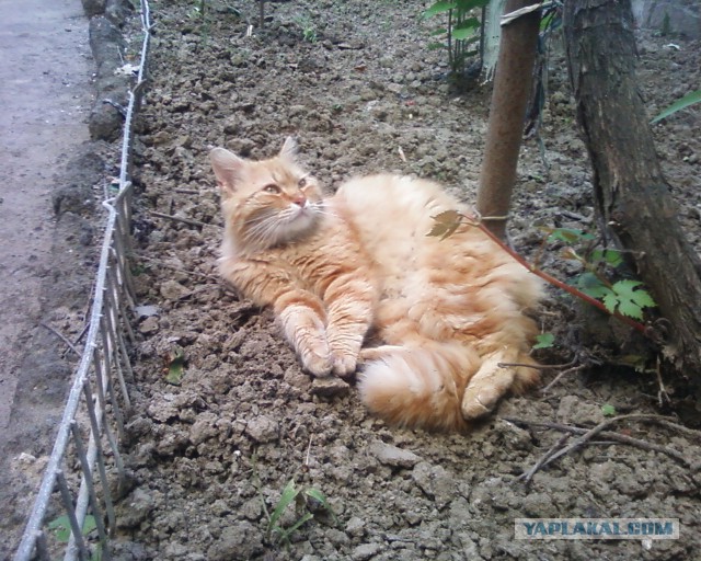 Писать много не люблю.