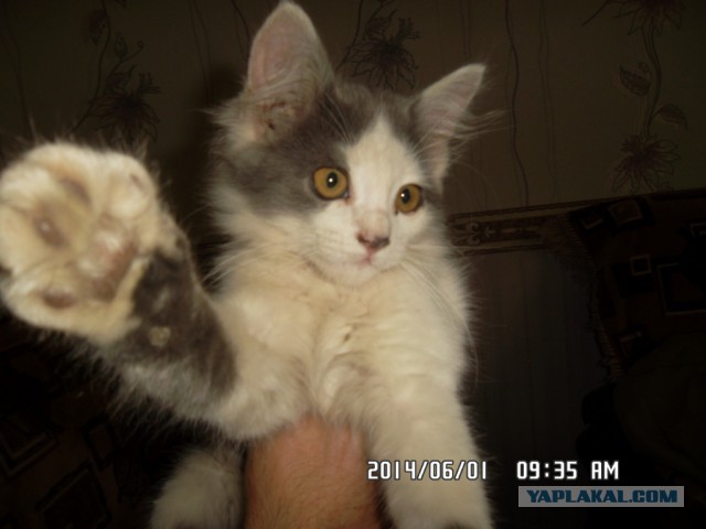 Котовторник 10.06.2014