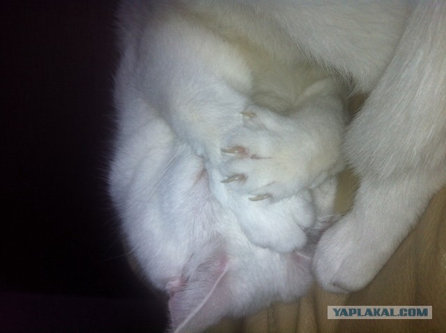 Котовторник  08.07.2014