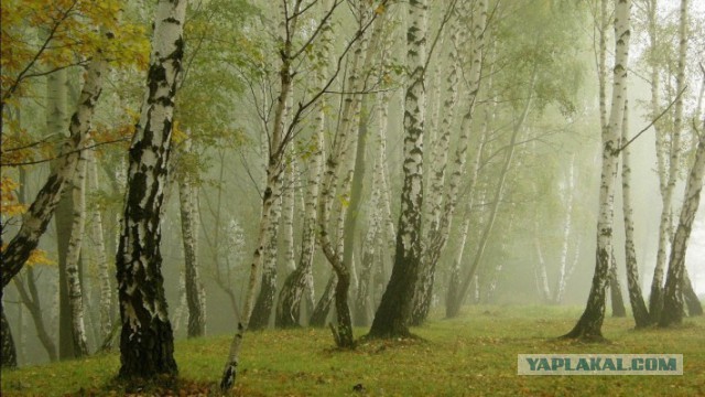 Добряки, плюсующие всех подряд