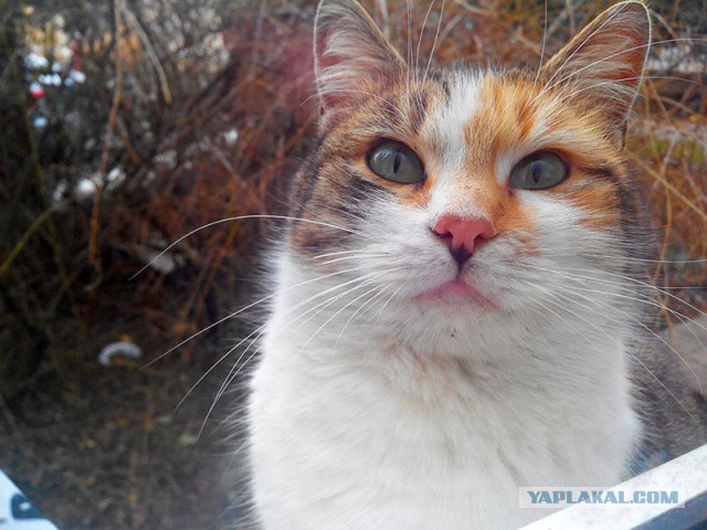 Котовторник 20.01.2015