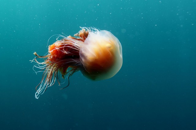 Разоблачаем! Самая большая медуза в мире?