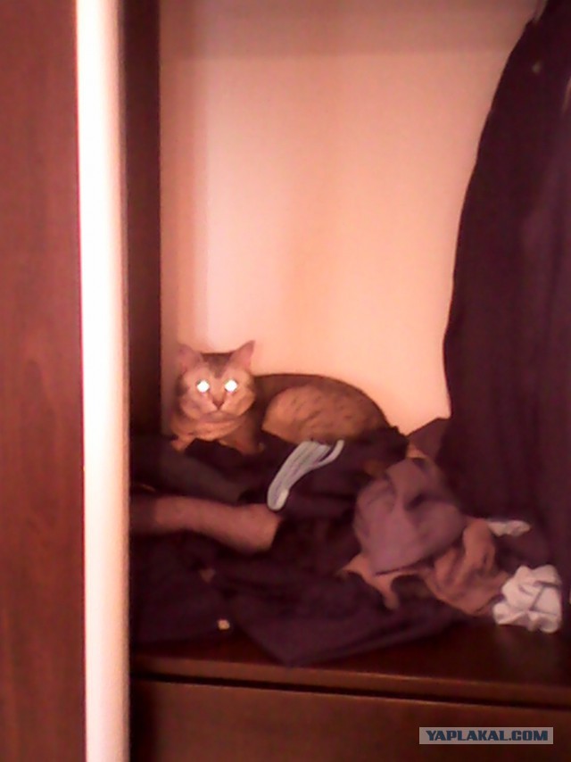 Котовторник