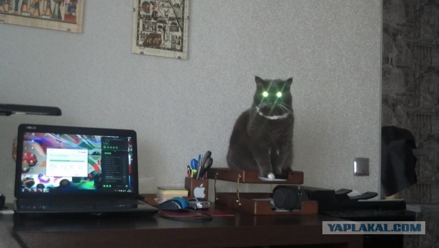 Котовторник 12.03.13