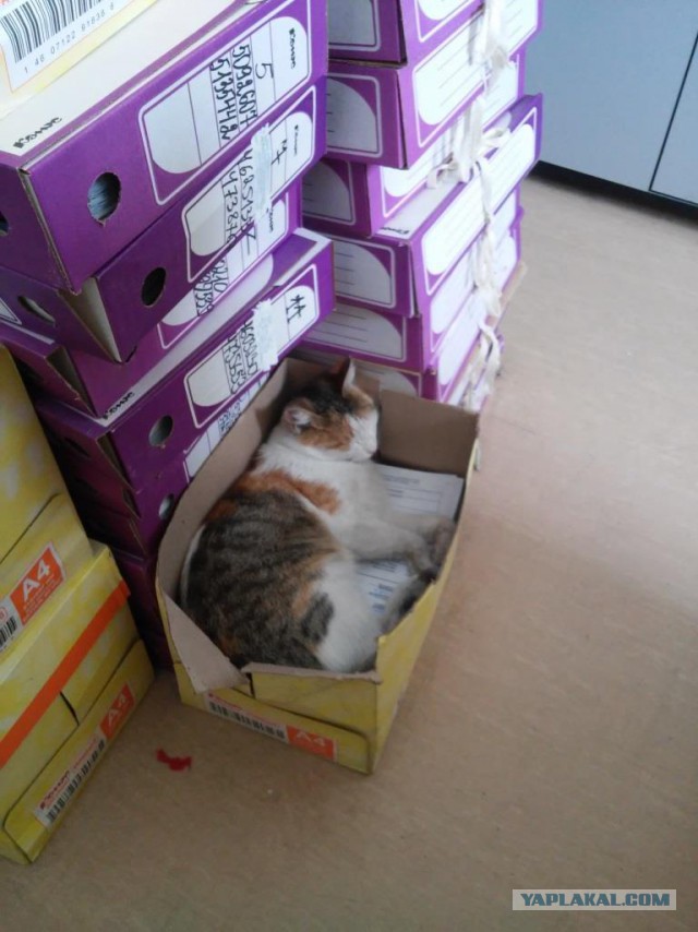 Котовторник