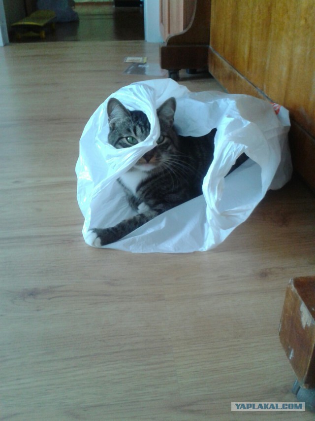 Котовторник 7.07.2015