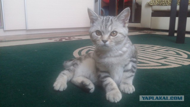 Котовторник 18.08.2015