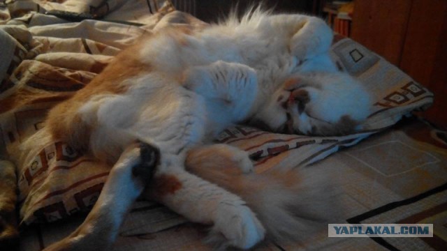 Котовторник 29-09-2015,