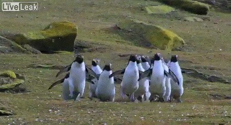 Уииии! Бабочкиииии! )))