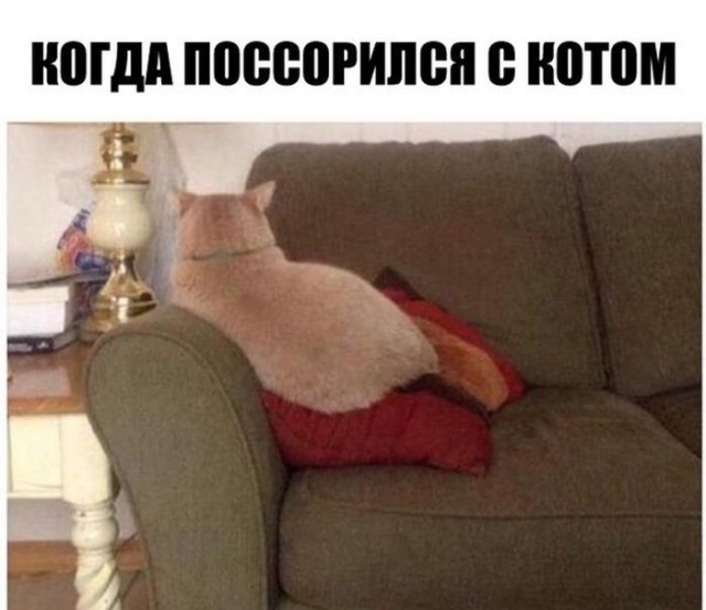 17 фотографий котов