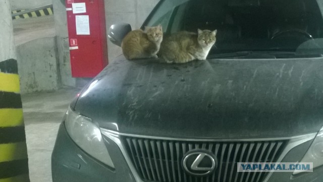 Захожу с утра в ванную...