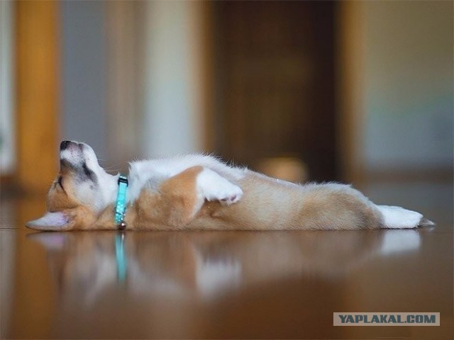 Собакочетверг же, ау!