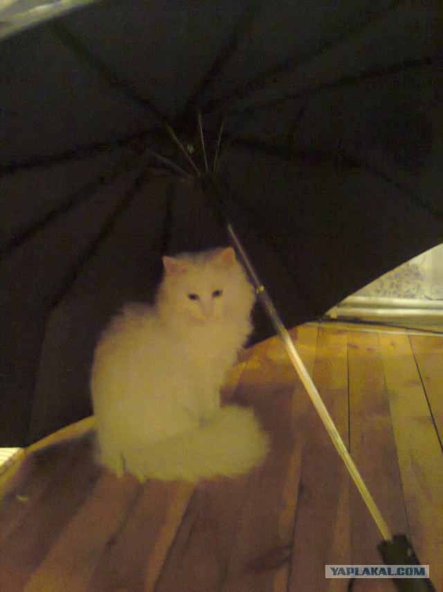 Котовасия ;)