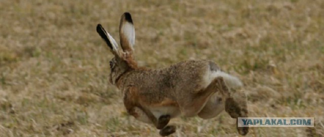 Всем нашим встречам,  увы, разлуки суждены...