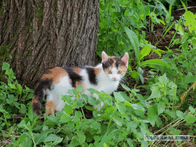Котовторник 20.09.2016