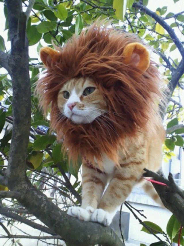 Коты из сети