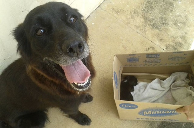 Собака не просто рылась в мусоре – она спасала жизнь.