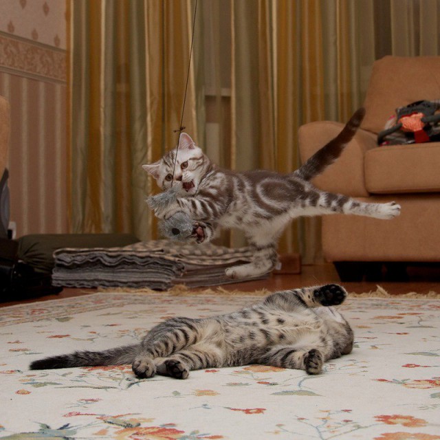 Коты и Кошки