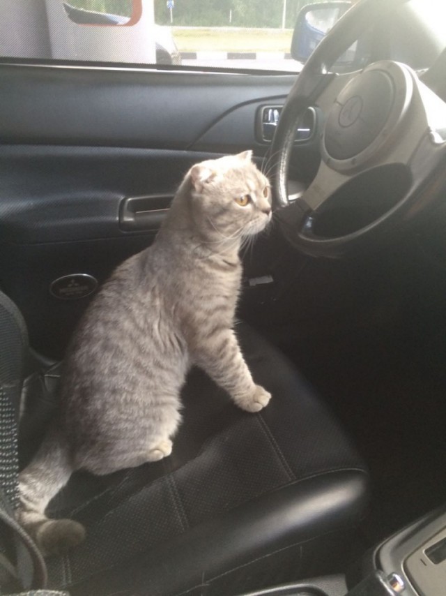 Коты и Кошки