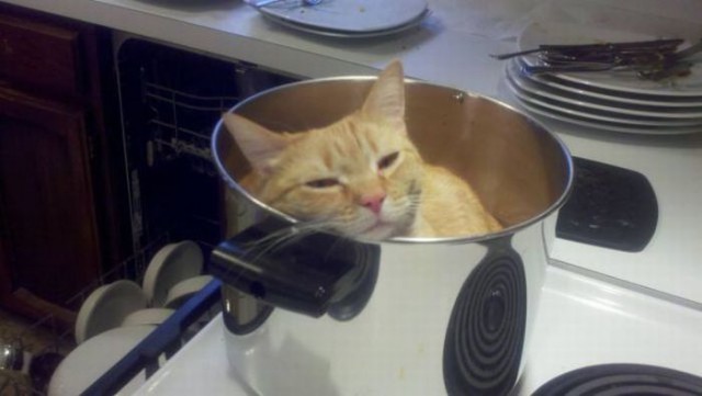 Коты и Кошки