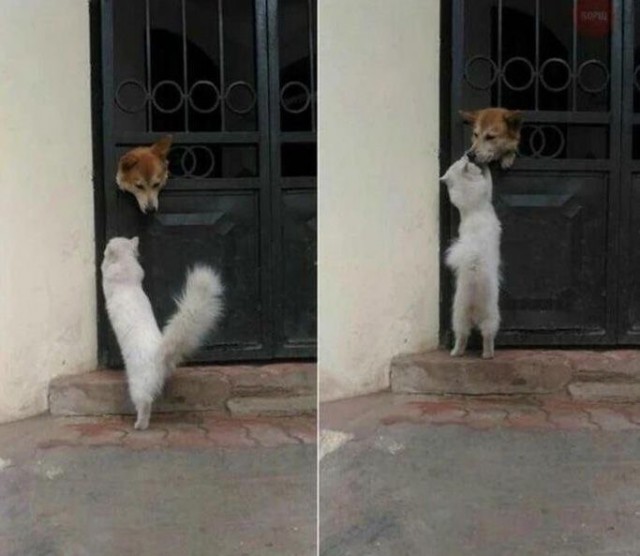 Коты и Кошки