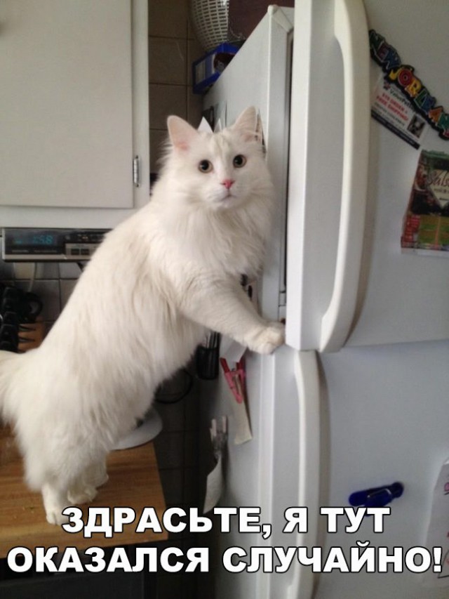 Коты и Кошки