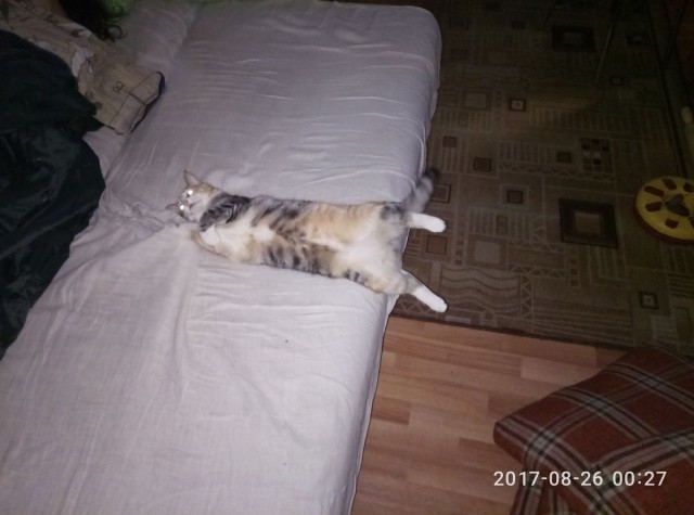 Котовторник 29.08.2017