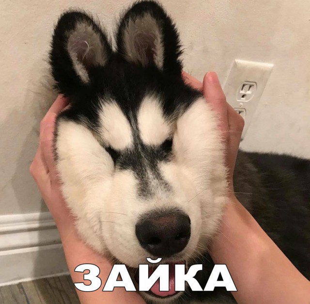 100 картинок для поднятия настроения!