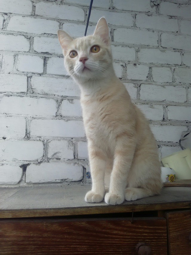 Коты и Кошки
