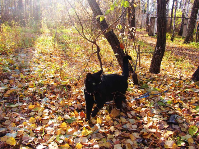 Котовторник 24.10.2017